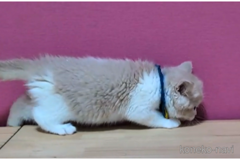 成約済の東京都のブリティッシュショートヘア-103708の4枚目